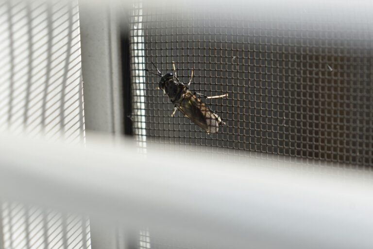 Cum alegi Plase Anti-insecte și Rulouri Aluminiu pentru geamul tău termopan?